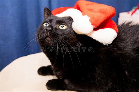 1423 Black Cat Santa Hat Stock Photos Free And Royalty Free Stock