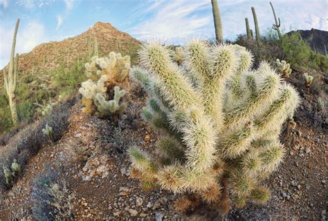 Sonoran Desert Cacti Sonoran Desert Desert Cactus Farmland