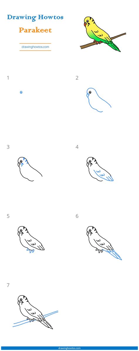 Shrimp is a decaped crustaceans. How to Draw a Parakeet - Step by Step Easy Drawing Guides ...