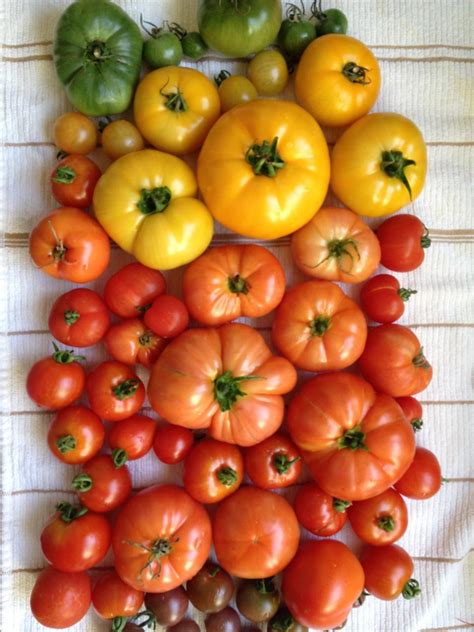 How To Grow A Tomato Garden Diy