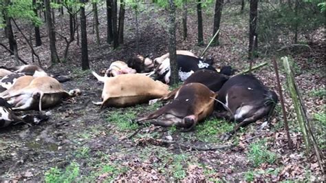 Lightning Kills 32 Cows In Missouri Leaving Them Piled On Top Of Each
