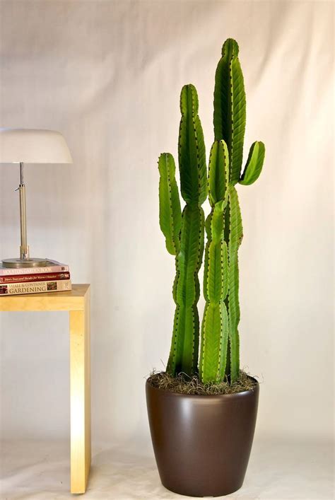 How to pot a cactus plant. Cactus | Candelabra Tree | Cactus | Kaktus, Rośliny domowe ...