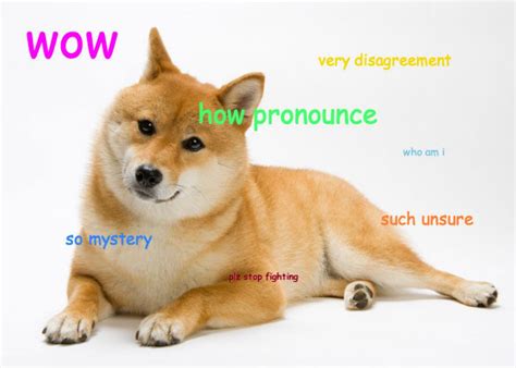 The Shiba Inu Went Viral Online What Happened To The