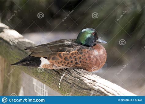 This Is A Male Chestnut Teal Duck Stock Photo Image Of Chestnut