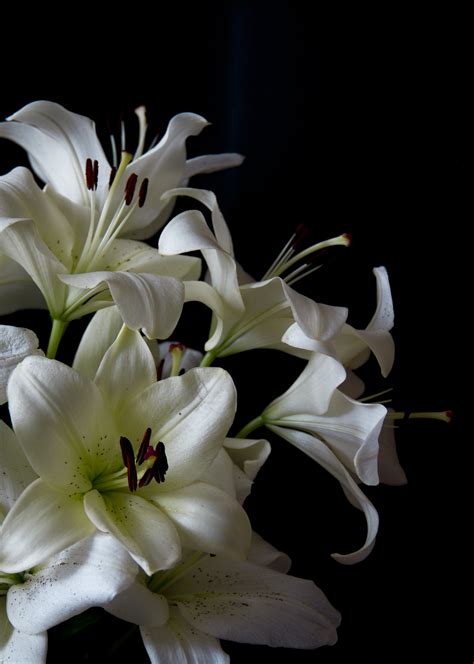 Free Photo White Lily Flower Lily White Free Download Jooinn