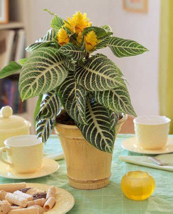 15 Eye-Catching Houseplants with Zebra Prints | Balcony Garden Web
