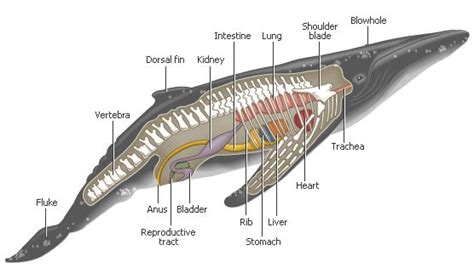Whaleanatomy1 556×328 Pixels Cetaceos Anatomia Veterinaria