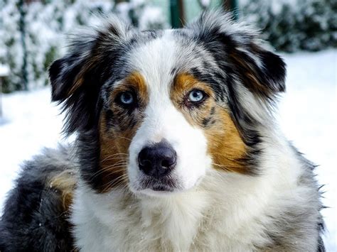 Why Do Australian Shepherds Have Blue Eyes Surprising Facts Hepper