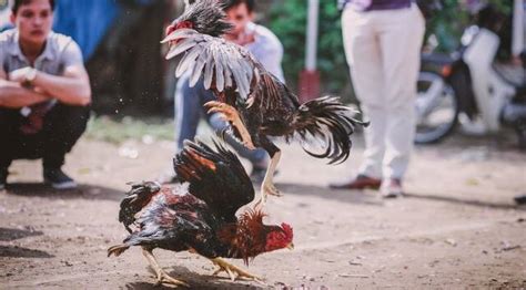 Filipino Police Officer Gets Killed By Rooster After Raiding Illegal Cockfight Trending News