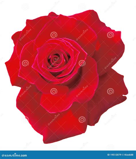 Isolated Red Rose Stock Image Image Of Crimson Event 19513079