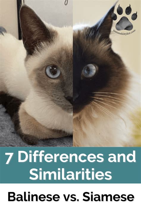 Balinese Vs Siamese Cats 7 Differences And Similarities