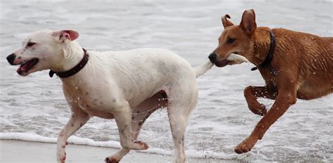 Fotos Gratis Playa Jugar Mascota Perros Vertebrado Raza Canina