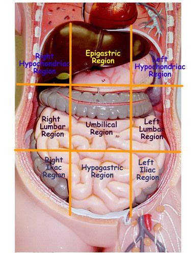 Start studying bone structure and functions. Abdominal Regions | Med Health Daily