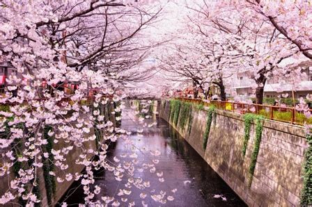 Se ti piace fiori di ciliegio giapponesi, potrebbero piacerti anche queste idee. 東京の桜の名所おすすめスポット3選 | 一歩ずつ進んで行こう♪