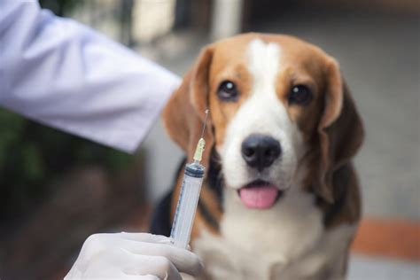 Why Are Vaccinations Required For Dogs In Boston Back Bay Veterinary