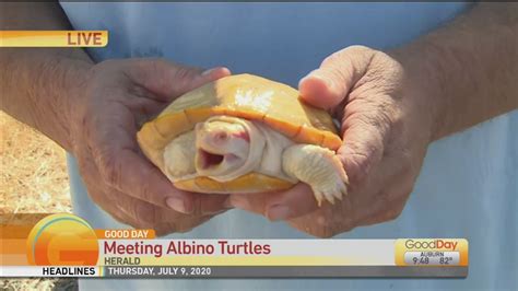Albino Turtles Youtube