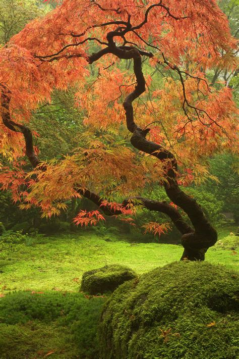 My favorite feature is the fiery red fall color that occurs about mid november, extending the fall color. Japanese Maple In Fall Color Photograph by William Sutton