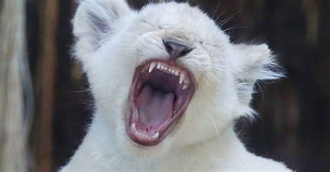 Lion Cubs Practice Roaring In This Weeks Best Animal Pictures