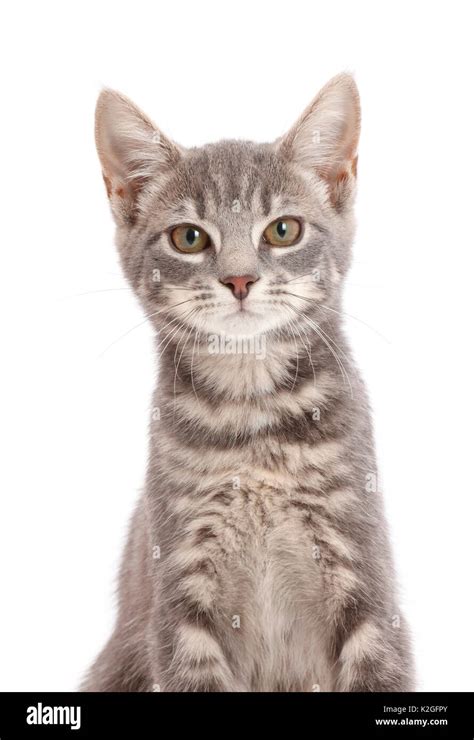 Grey Tabby Kitten Stock Photo Alamy