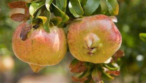 Check spelling or type a new query. Types of Self-Pollinating Fruit Trees | Garden Guides