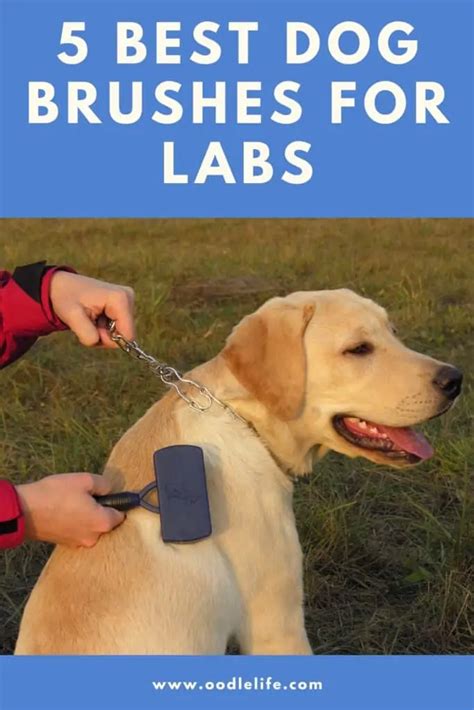 Heres The Best Labrador Brush To Manage Shedding Quickly Atelier