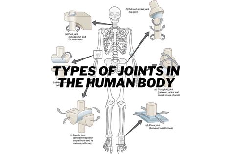 Types Of Joints In The Human Body Anatomy Welcome To Sys Medtech