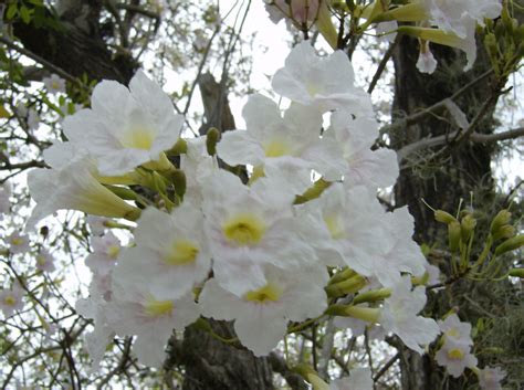 It is an early flowering variety, taking between 3 and 4 years to begin flowering and subsequently bearing fruit. Happiness all around us.: FLOWERING TREES IN INDIA