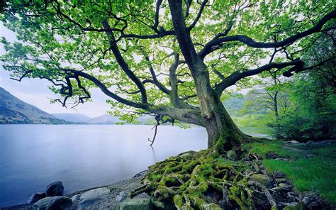 11 Oak Tree HD Wallpapers | Background Images - Wallpaper Abyss