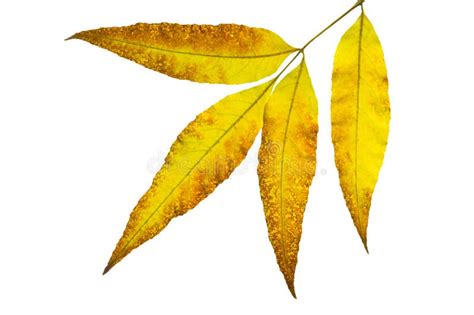 Four Bright Colorful Yellow Autumn Leaves On White Isolated Background