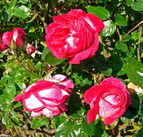 Filerosa Rose Gaujard 1