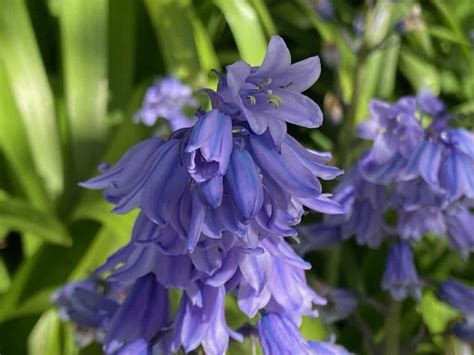 The Meaning Of Bluebells The Natural Navigator