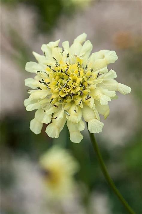 Scabiosa Ochroleuca P 05 Gelbe Skabiosewinterhart Deutsche