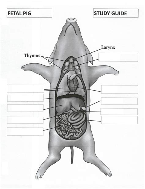 Anatomy Fetal Pig Diagram Quizlet