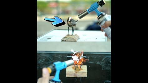 Maybe you would like to learn more about one of these? Experiment Telur Ayam VS Telur Bebek Dibakar Gas Api - YouTube
