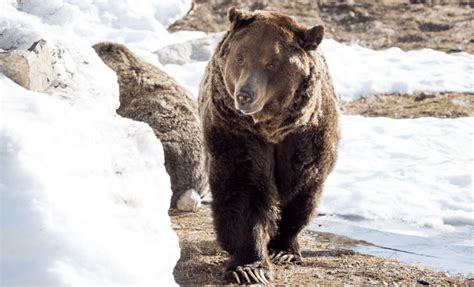 Grouse Mountains Grizzly Bears Waking From Hibernation Photos News