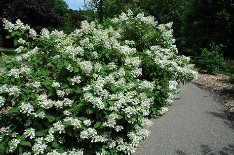 Check spelling or type a new query. Pink Diamond Hydrangea (Hydrangea paniculata 'Pink Diamond ...