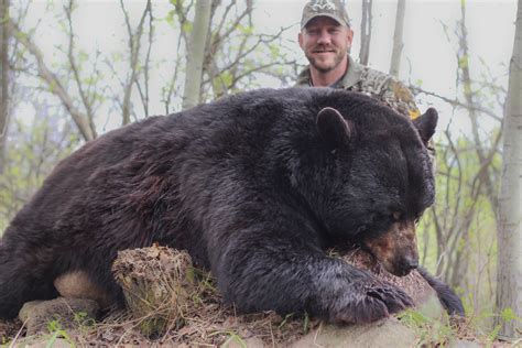 San bernardino from the mentone area near redlands. Bear - 2016 - Buck Country Outfitters