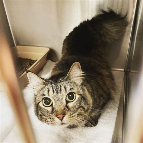 It is highly recommended that every cat have a physical performed at least once per year. We have all the cats here today!!! Some... - Capital ...