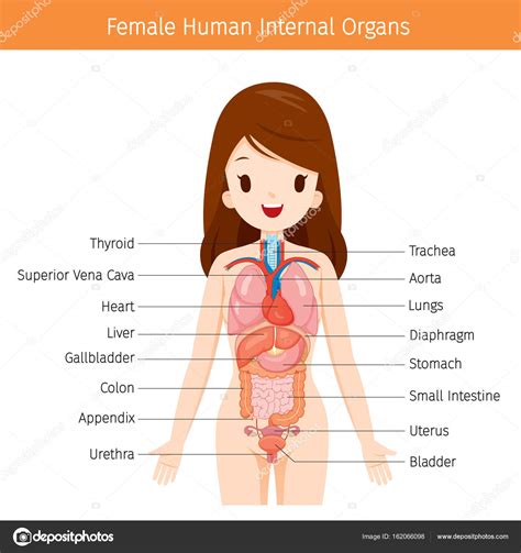 Body parts diagram poster vector. Diagram of the internal organs | Female Human Anatomy, Internal Organs Diagram — Stock Vector ...