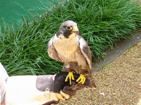 The Online Zoo Peregrine Falcon