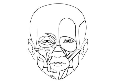 (for a related image, see a brief atlas of the human body, 31.) (c) smooth muscle tissue. Muscular System Blank Diagrams Help You Learn All Major ...