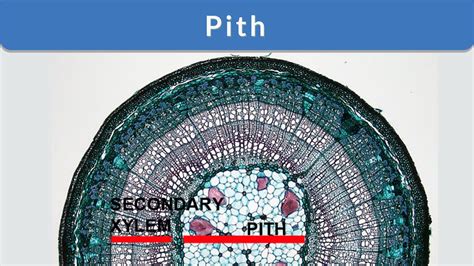 Pith Definition And Examples Biology Online Dictionary