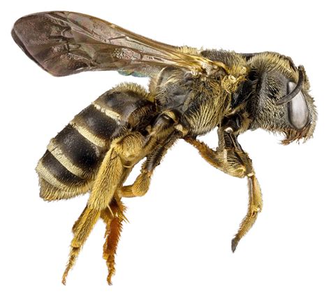Flying Bee Png