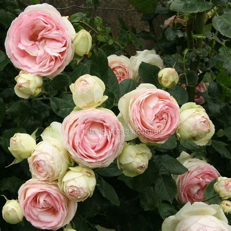 Product Not Found Shop Treloar Roses Premium Roses For Australian
