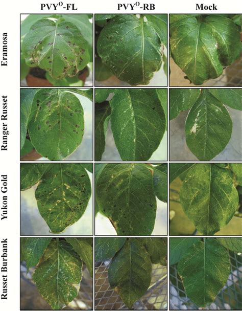 Local Lesions Necrosis On Inoculated Leaves In Primary Infection