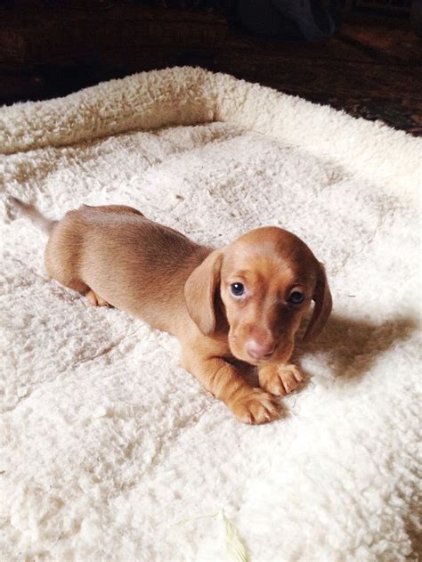 Miniature Dachshund Puppy Cuteness Pinterest