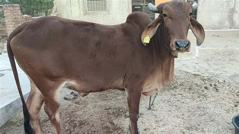 गिर गाय मात्र ₹2000 में 7 लीटर वाली दूध गाय Youtube