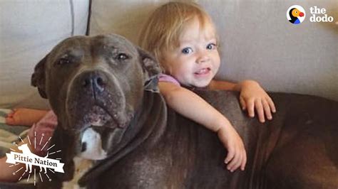 Senior Pittie And Her Human Siblings Are BFFs NELLIE The Dodo