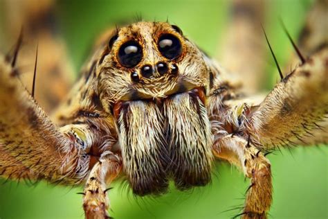 Landschaft Nervenzusammenbruch Blinder Glaube la tarantula es venenosa ungeschickt ausdrücken