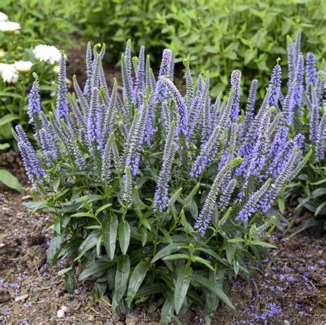 Photo Essay New Proven Winners® Perennials For 2023 Perennial Resource